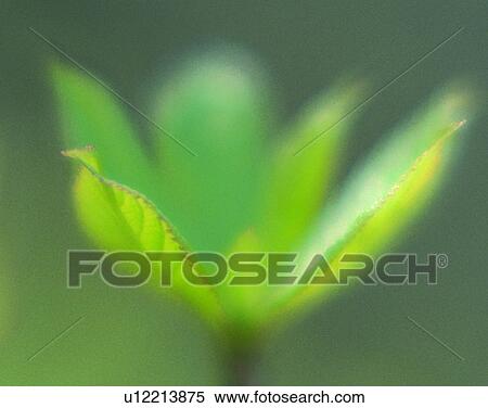 Stock Photography - nature, close-up, plants, leaves, morning, sunlight. Fotosearch