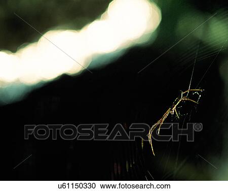 Stock Image - nature, close-up, plants, light, shadows, insect. Fotosearch