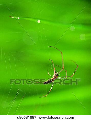 nature, close-up, plants, light, shadows, insect View Large Photo Image Stock Photo - nature, close-up, plants, light, shadows, insect. Fotosearch