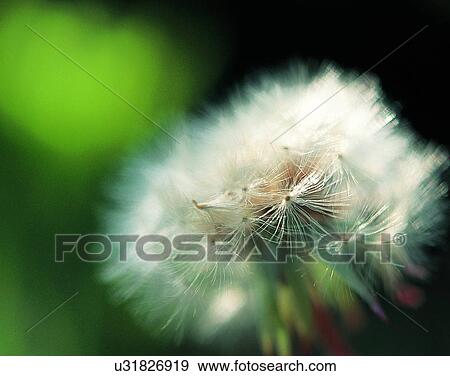 Stock Photo - nature, close-up, plants, seeds, sunlight. Fotosearch