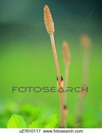 Stock Photo - nature, close-up, plants, stem, bud, fields. Fotosearch