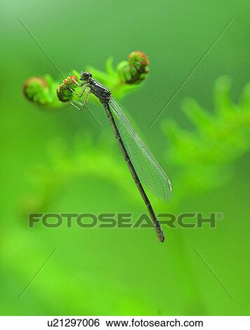 Stock Photograph - nature, close-up, plants, stem, bud, flowers. Fotosearch