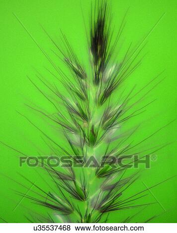nature, close-up, plants, stem, needles View Large Photo Image Stock Photo - nature, close-up, plants, stem, needles. Fotosearch
