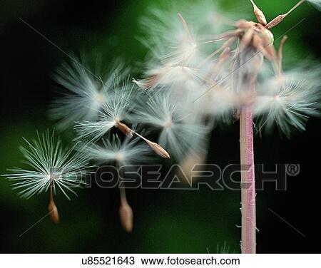nature, close-up, plants, stem, seeds, flying View Large Photo Image Stock Image - nature, close-up, plants, stem, seeds, flying. Fotosearch