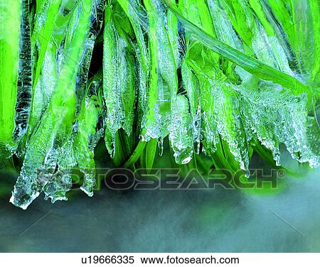nature, close-up, plants, water, ice, mist View Large Photo Image Stock Photography - nature, close-up, plants, water, ice, mist. Fotosearch