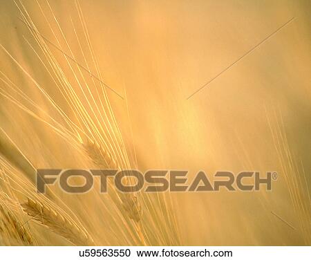 nature, close-up, plants, wheat, fields, sunlight View Large Photo Image Stock Image - nature, close-up, plants, wheat, fields, sunlight. Fotosearch