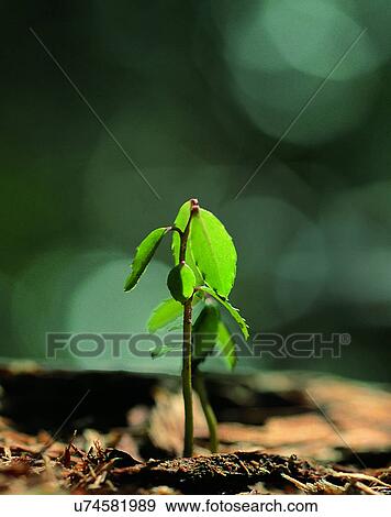 Stock Photo - nature, close-up, plantst, bud, leaves, stem. Fotosearch