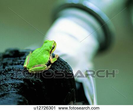 nature, close-up, rock, frog, pipe View Large Photo Image Stock Image - nature, close-up, rock, frog, pipe. Fotosearch