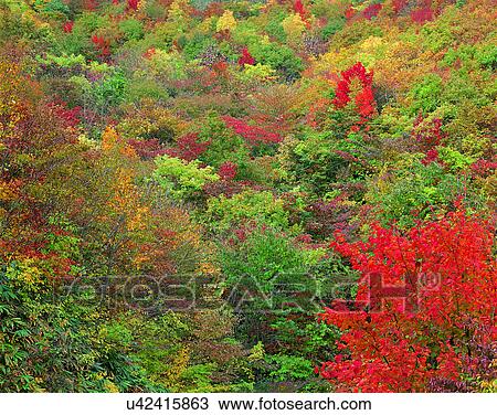 nature, forest, outdoors, scenery, autumn View Large Photo Image Stock Image - nature, forest, outdoors, scenery, autumn. Fotosearch
