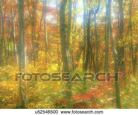 Stock Image - nature, forest, outdoors, scenery, autumn. Fotosearch