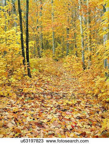 nature, forest, outdoors, scenery, autumn View Large Photo Image Stock Image - nature, forest, outdoors, scenery, autumn. Fotosearch