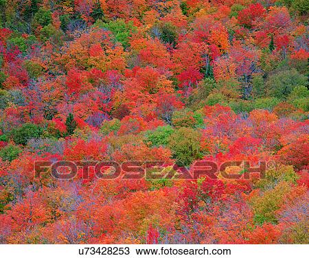 nature, forest, outdoors, scenery, autumn View Large Photo Image Stock Image - nature, forest, outdoors, scenery, autumn. Fotosearch