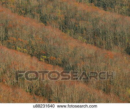 nature, forest, outdoors, scenery, autumn View Large Photo Image Stock Image - nature, forest, outdoors, scenery, autumn. Fotosearch