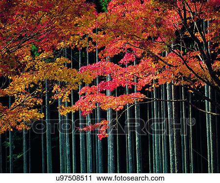 nature, forest, outdoors, scenery, autumn View Large Photo Image Stock Image - nature, forest, outdoors, scenery, autumn. Fotosearch