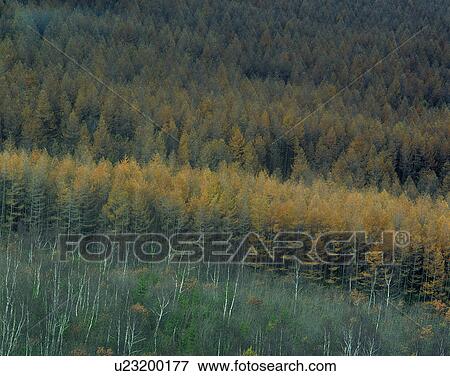 Stock Photo - nature, forest, outdoors, scenery, autumn. Fotosearch