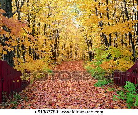 Stock Photo - nature, forest, outdoors, scenery, autumn. Fotosearch