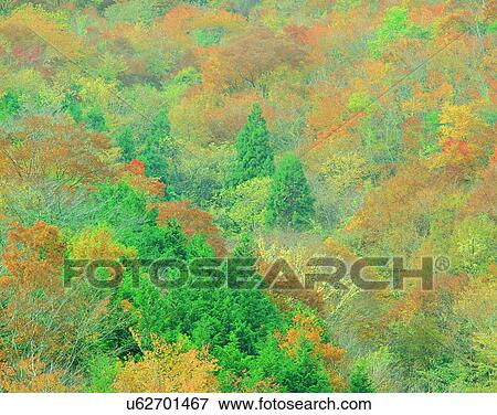 Stock Photo - nature, forest, outdoors, scenery, autumn. Fotosearch