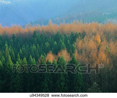 Stock Photo - nature, forest, outdoors, scenery, autumn. Fotosearch