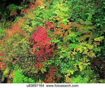 nature, plant, outdoors, scenery, autumn View Large Photo Image Picture - nature, plant, outdoors, scenery, autumn. Fotosearch