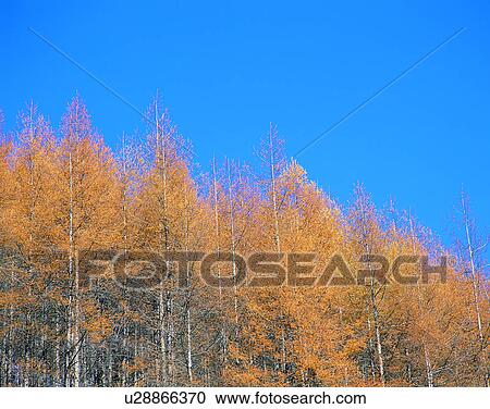 nature, trees, outdoors, scenery, autumn View Large Photo Image Stock Image - nature, trees, outdoors, scenery, autumn. Fotosearch