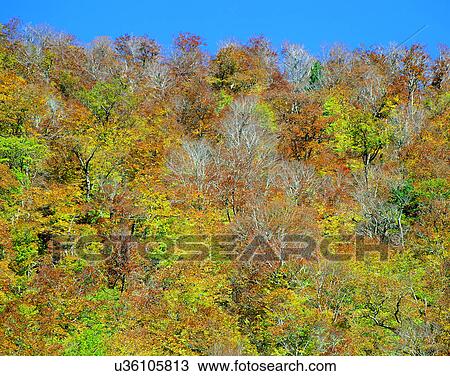 Stock Image - nature, trees, outdoors, scenery, autumn. Fotosearch