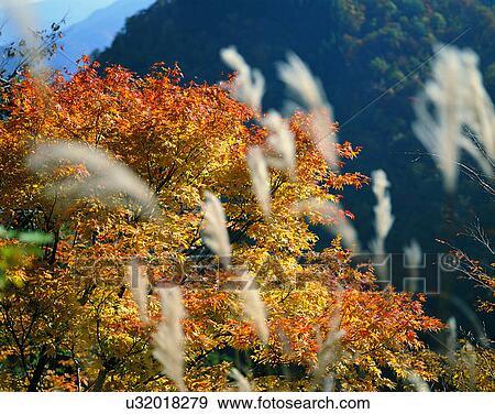 nature, trees, outdoors, scenery, autumn View Large Photo Image Stock Photo - nature, trees, outdoors, scenery, autumn. Fotosearch