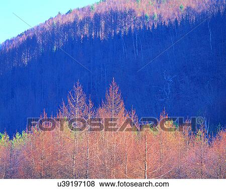 Stock Photo - nature, trees, outdoors, scenery, autumn. Fotosearch
