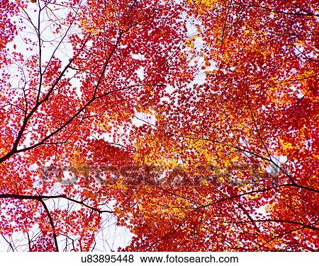 nature, trees, outdoors, scenery, autumn View Large Photo Image Stock Photo - nature, trees, outdoors, scenery, autumn. Fotosearch