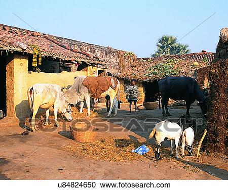 Stock Image - Nepal, animals, cows, east, kid, child. Fotosearch