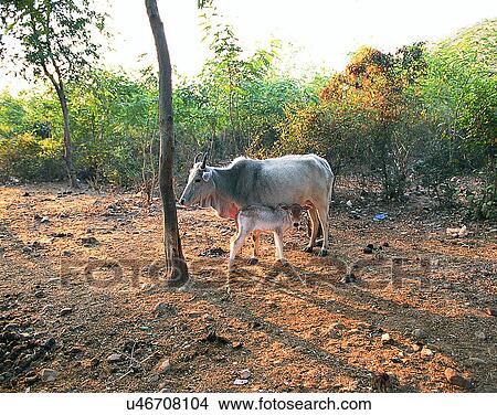 Picture - Nepal, animals, east, cows, youth, young. Fotosearch