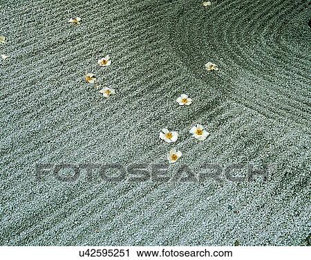 Stock Image - outdoors, sand, artistic, raked, flowers, gray. Fotosearch