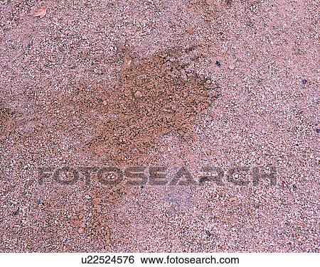 Stock Photograph - outdoors, sand, texture, grain, close-up, backgound. Fotosearch