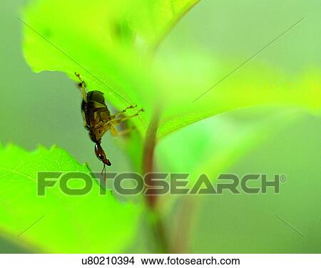 Picture - outdoors, scenery, nature, close-up, plant, leaves. Fotosearch