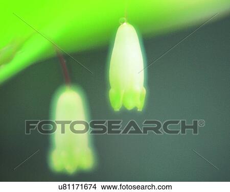 outdoors, scenery, nature, close-up, flowers, petals View Large Photo Image Picture - outdoors, scenery, nature, close-up, flowers, petals. Fotosearch