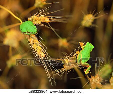 Picture - outdoors, scenery, nature, close-up, plant, frogs. Fotosearch