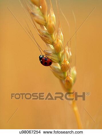 outdoors, scenery, nature, close-up, flowers, buds View Large Photo Image Picture - outdoors, scenery, nature, close-up, flowers, buds. Fotosearch