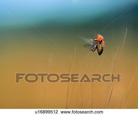 Stock Image - outdoors, scenery, nature, close-up, flowers, insects. Fotosearch