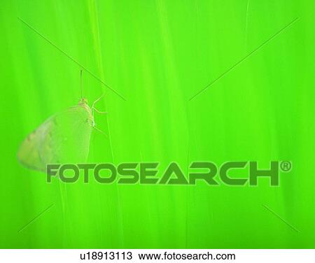 outdoors, scenery, nature, close-up, plant, green View Large Photo Image Stock Image - outdoors, scenery, nature, close-up, plant, green. Fotosearch
