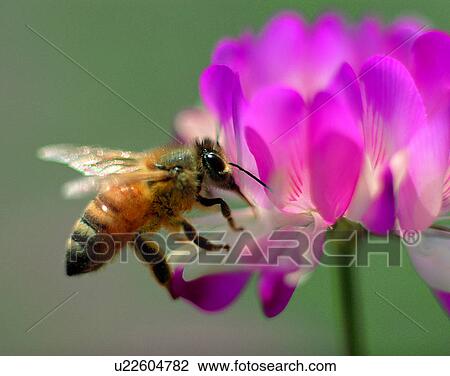 Stock Image - outdoors, scenery, nature, close-up, flowers, insects. Fotosearch