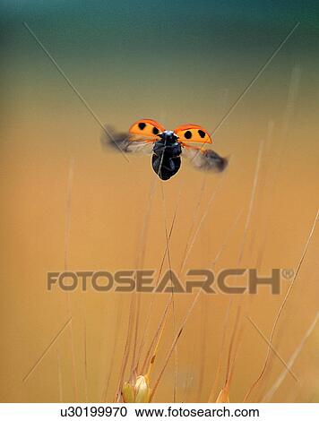 outdoors, scenery, nature, close-up, flowers, insects View Large Photo Image Stock Image - outdoors, scenery, nature, close-up, flowers, insects. Fotosearch