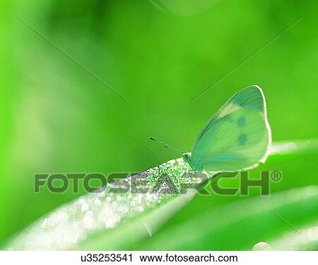 outdoors, scenery, nature, close-up, leaves, insects View Large Photo Image Stock Image - outdoors, scenery, nature, close-up, leaves, insects. Fotosearch
