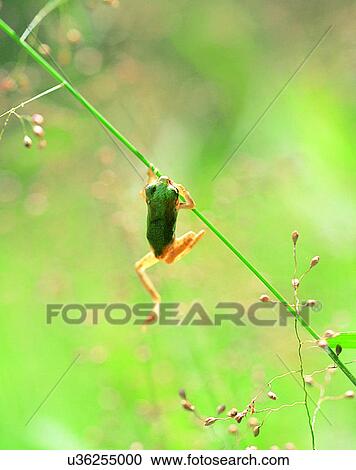 outdoors, scenery, nature, close-up, flowers, plants View Large Photo Image Stock Image - outdoors, scenery, nature, close-up, flowers, plants. Fotosearch