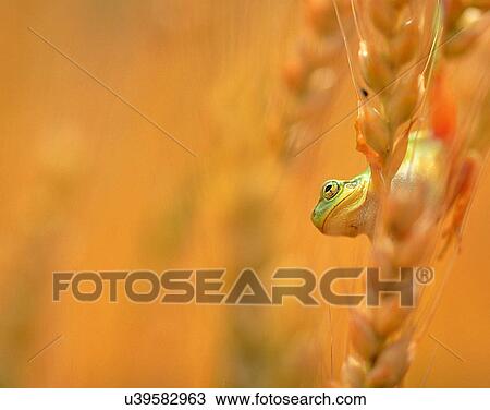 outdoors, scenery, nature, close-up, plants, frog View Large Photo Image Stock Image - outdoors, scenery, nature, close-up, plants, frog. Fotosearch