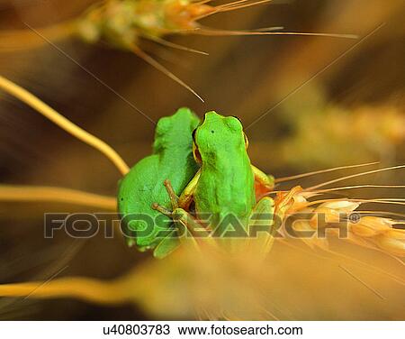 outdoors, scenery, nature, close-up, plant, frogs View Large Photo Image Stock Image - outdoors, scenery, nature, close-up, plant, frogs. Fotosearch