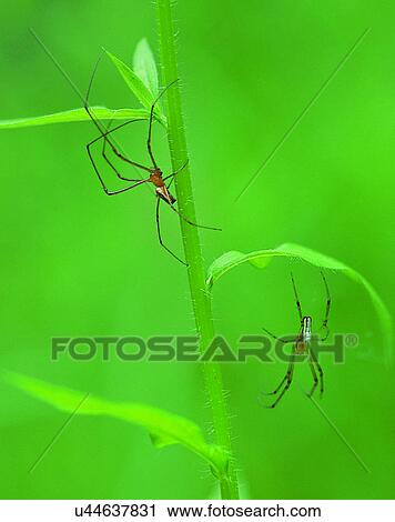 outdoors, scenery, nature, close-up, plant, stem View Large Photo Image Stock Image - outdoors, scenery, nature, close-up, plant, stem. Fotosearch