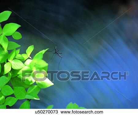 Stock Image - outdoors, scenery, nature, close-up, plants, leaves. Fotosearch