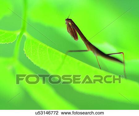 outdoors, scenery, nature, close-up, leaves, insects View Large Photo Image Stock Image - outdoors, scenery, nature, close-up, leaves, insects. Fotosearch