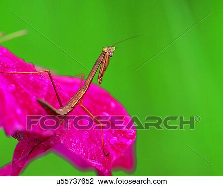 Stock Image - outdoors, scenery, nature, close-up, flowers, insects. Fotosearch