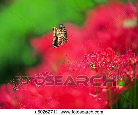 outdoors, scenery, nature, close-up, flowers, insects View Large Photo Image Stock Image - outdoors, scenery, nature, close-up, flowers, insects. Fotosearch
