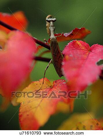 outdoors, scenery, nature, close-up, trees, leaves View Large Photo Image Stock Image - outdoors, scenery, nature, close-up, trees, leaves. Fotosearch